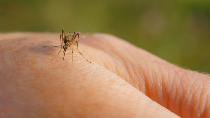 Indul a szezon: ma kezdődik a szúnyogok elleni központi védekezés