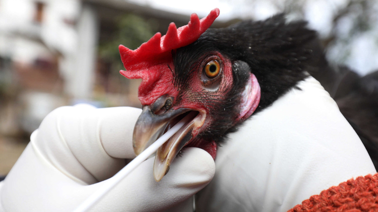 A madárinfluenza emberre is veszélyes, halálos H5N1-es vírustörzsének vizsgálatához vesz mintát csirkétől egy állatorvos az indiai Kangrában 2021. január 6-án. Az utóbbi hét napban mintegy 2300, különböző fajhoz tartozó madár tetemét találták meg egy tónál, és előzetes vizsgálati eredmények szerint a H5N1-es vírust mutatták ki Szibériából és Mongóliából vándorló indiai ludak szervezetében.